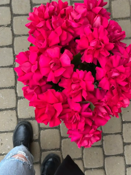 Элитные Французские Розы